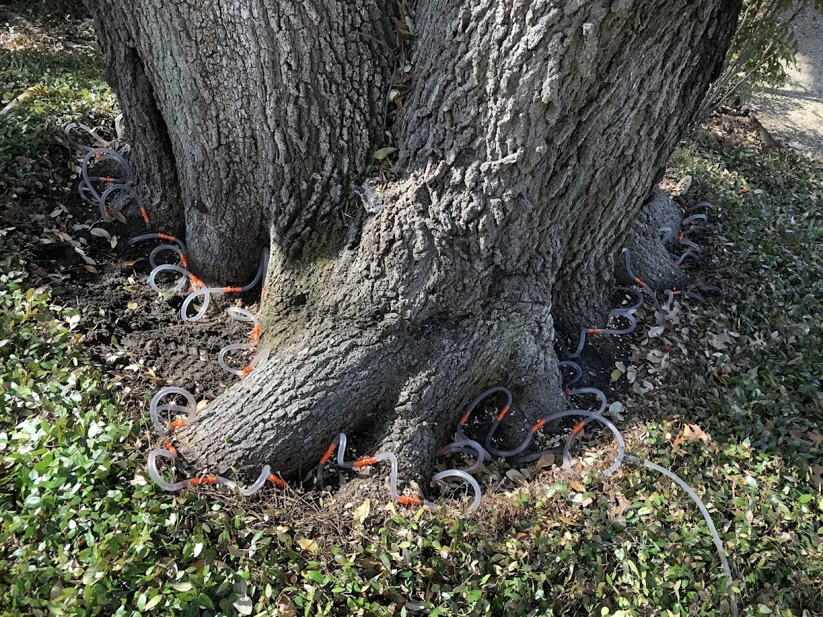 Detailed Tree Cabling and Bracing job site in Columbia Falls