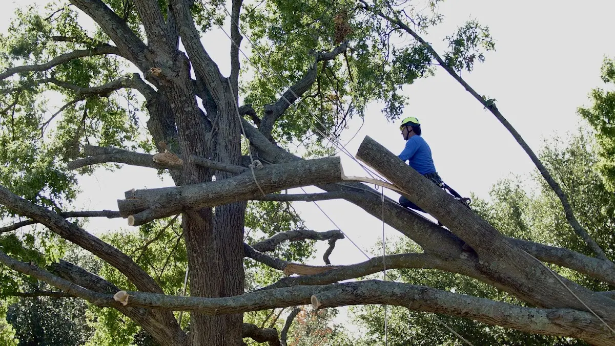 Professional Crown Thinning performed by certified arborists in Columbia Falls